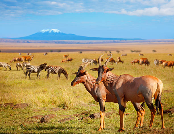 Wildlife In Amboseli National Park